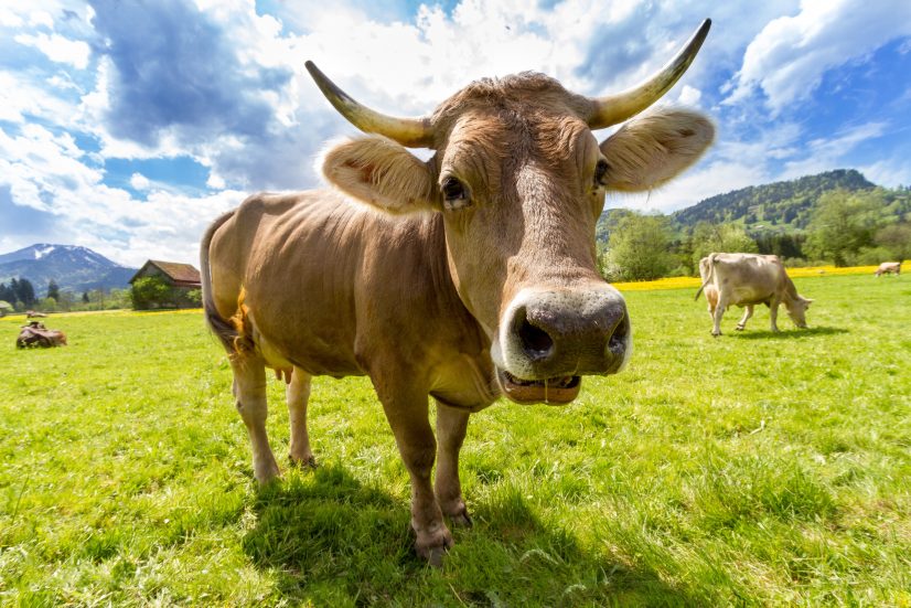 Deja Vegan Dairy Industry Vanishing