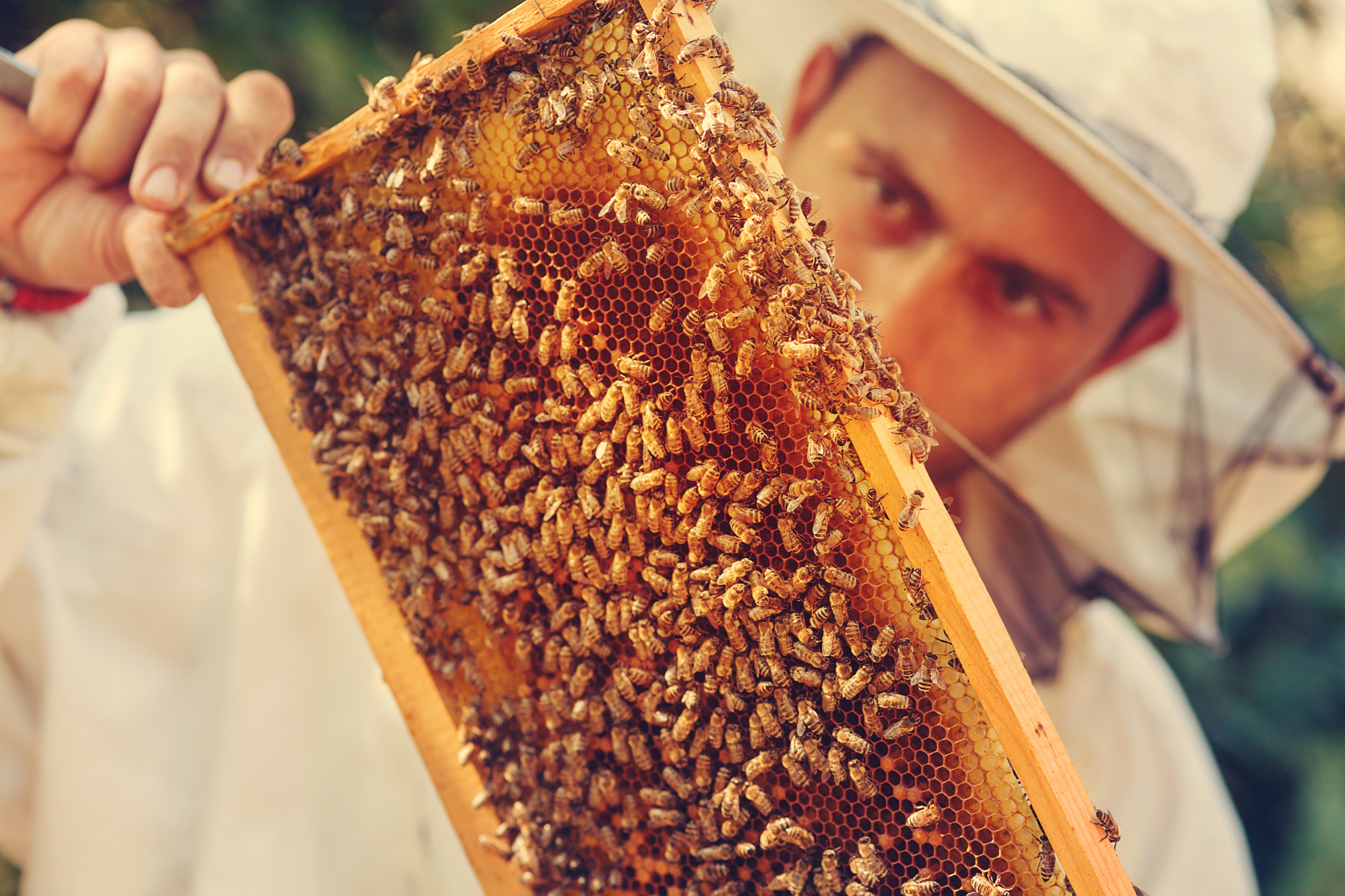 Когда собирают мед. Пчеловодство мед. Пчелы и Пчеловодство. Человек пчела. Сбор меда на пасеке.
